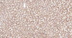 PRMT1 Antibody in Immunohistochemistry (Paraffin) (IHC (P))