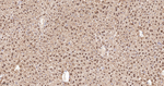 PRMT1 Antibody in Immunohistochemistry (Paraffin) (IHC (P))