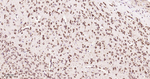 GRP94 Antibody in Immunohistochemistry (Paraffin) (IHC (P))