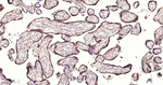 GRP94 Antibody in Immunohistochemistry (Paraffin) (IHC (P))