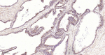 GRP94 Recombinant Rabbit Monoclonal Antibody (9B6)