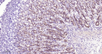 GRP94 Antibody in Immunohistochemistry (Paraffin) (IHC (P))