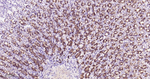 GRP94 Antibody in Immunohistochemistry (Paraffin) (IHC (P))