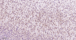 GRP94 Antibody in Immunohistochemistry (Paraffin) (IHC (P))