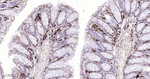 GRP94 Antibody in Immunohistochemistry (Paraffin) (IHC (P))