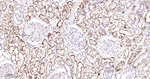 GRP94 Antibody in Immunohistochemistry (Paraffin) (IHC (P))
