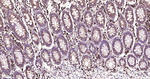GRP94 Antibody in Immunohistochemistry (Paraffin) (IHC (P))
