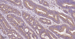 GRP94 Antibody in Immunohistochemistry (Paraffin) (IHC (P))