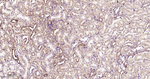 GRP94 Antibody in Immunohistochemistry (Paraffin) (IHC (P))