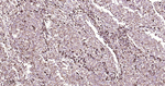 GRP94 Antibody in Immunohistochemistry (Paraffin) (IHC (P))