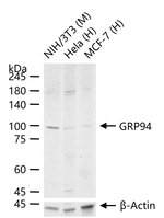 GRP94 Antibody in Western Blot (WB)