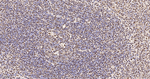 Ku70 Antibody in Immunohistochemistry (Paraffin) (IHC (P))