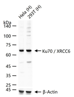 Ku70 Antibody in Western Blot (WB)