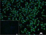 GATA4 Recombinant Rabbit Monoclonal Antibody (18D13)