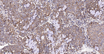 ERp57 Antibody in Immunohistochemistry (Paraffin) (IHC (P))