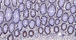ERp57 Antibody in Immunohistochemistry (Paraffin) (IHC (P))