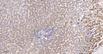 ERp57 Antibody in Immunohistochemistry (Paraffin) (IHC (P))