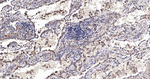 ERp57 Recombinant Rabbit Monoclonal Antibody (16G17)