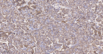 ERp57 Antibody in Immunohistochemistry (Paraffin) (IHC (P))