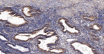 ERp57 Antibody in Immunohistochemistry (Paraffin) (IHC (P))