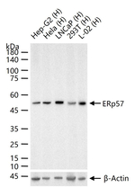 ERp57 Antibody in Western Blot (WB)