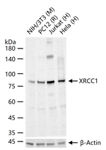 XRCC1 Antibody in Western Blot (WB)
