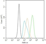 FMRP Antibody in Flow Cytometry (Flow)