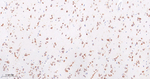 FMRP Recombinant Rabbit Monoclonal Antibody (12F17)