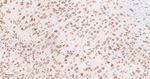FMRP Antibody in Immunohistochemistry (Paraffin) (IHC (P))