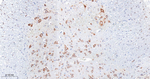 FMRP Antibody in Immunohistochemistry (Paraffin) (IHC (P))