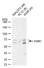 FMRP Antibody in Western Blot (WB)