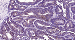 MUC5AC Antibody in Immunohistochemistry (Paraffin) (IHC (P))