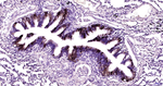 MUC5AC Antibody in Immunohistochemistry (Paraffin) (IHC (P))