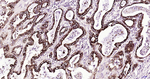 MUC5AC Antibody in Immunohistochemistry (Paraffin) (IHC (P))