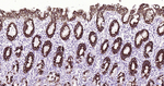 MUC5AC Antibody in Immunohistochemistry (Paraffin) (IHC (P))