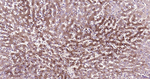 SAA Antibody in Immunohistochemistry (Paraffin) (IHC (P))