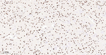 53BP1 Recombinant Rabbit Monoclonal Antibody (6E9)