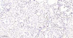 53BP1 Antibody in Immunohistochemistry (Paraffin) (IHC (P))