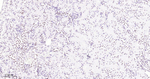 53BP1 Antibody in Immunohistochemistry (Paraffin) (IHC (P))
