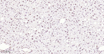 53BP1 Antibody in Immunohistochemistry (Paraffin) (IHC (P))