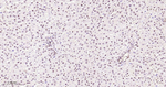 53BP1 Antibody in Immunohistochemistry (Paraffin) (IHC (P))