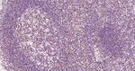 53BP1 Antibody in Immunohistochemistry (Paraffin) (IHC (P))
