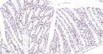 53BP1 Antibody in Immunohistochemistry (Paraffin) (IHC (P))