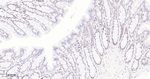 53BP1 Antibody in Immunohistochemistry (Paraffin) (IHC (P))