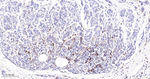 SFRP1 Recombinant Rabbit Monoclonal Antibody (5E2)