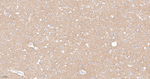 PRKAR2B Recombinant Rabbit Monoclonal Antibody (3D5)