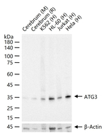 ATG3 Recombinant Rabbit Monoclonal Antibody (9B3)