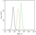 SOS1 Antibody in Flow Cytometry (Flow)