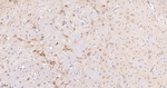 SOS1 Antibody in Immunohistochemistry (Paraffin) (IHC (P))