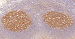 SOS1 Antibody in Immunohistochemistry (Paraffin) (IHC (P))